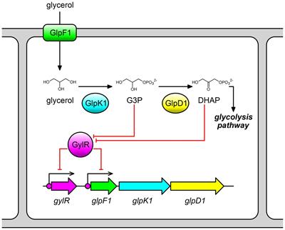 Molecular mechanism of GylR-mediated regulation of glycerol metabolism in Streptomyces clavuligerus NRRL 3585